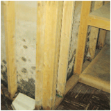 Basement Mold Damage