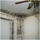 Mold Damage in Home