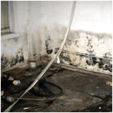 Black Mold Cleaning